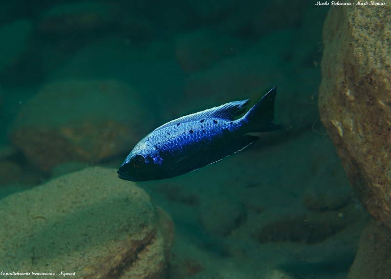 Copadichromis trewavasae 'Ngwasi'